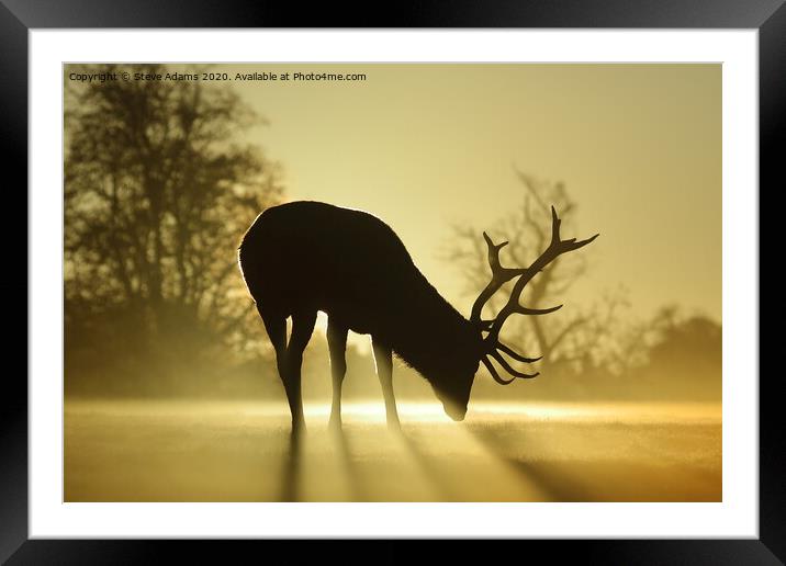 Sunlit stag Framed Mounted Print by Steve Adams