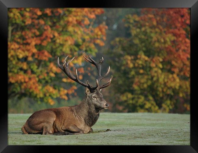 A deer in a field Framed Print by Steve Adams