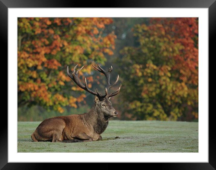 A deer in a field Framed Mounted Print by Steve Adams