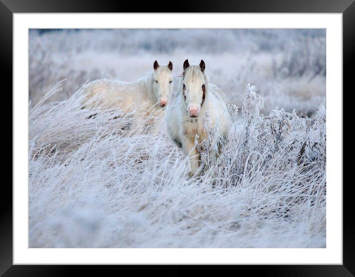 Frosty horses Framed Mounted Print by Steve Adams