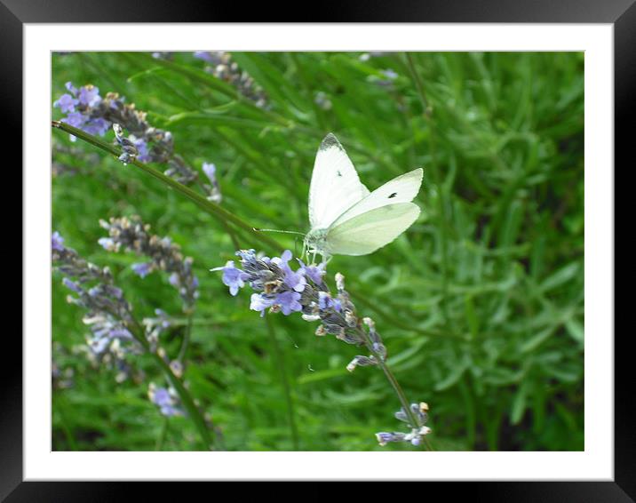 White Beauty! Framed Mounted Print by Eleanor McCabe