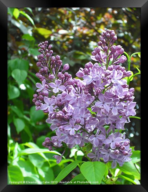 Lilac Delight Framed Print by Eleanor McCabe