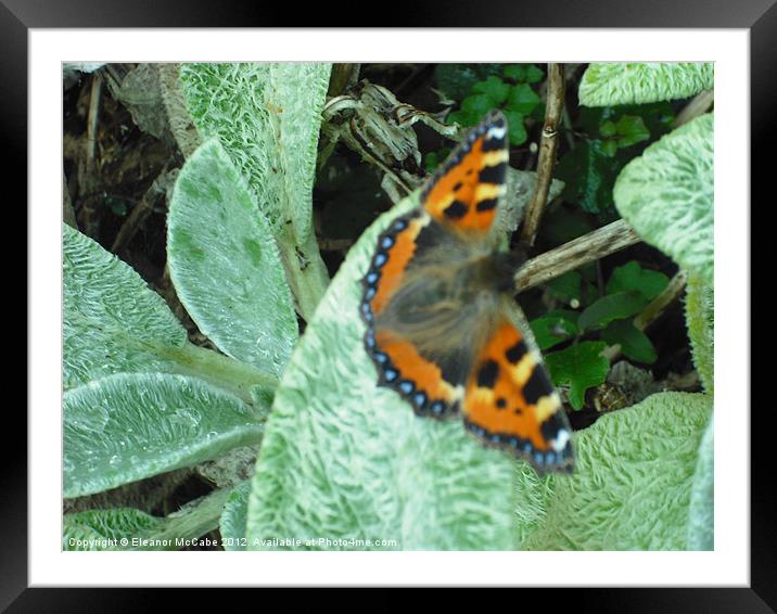 Standing Straight! Framed Mounted Print by Eleanor McCabe