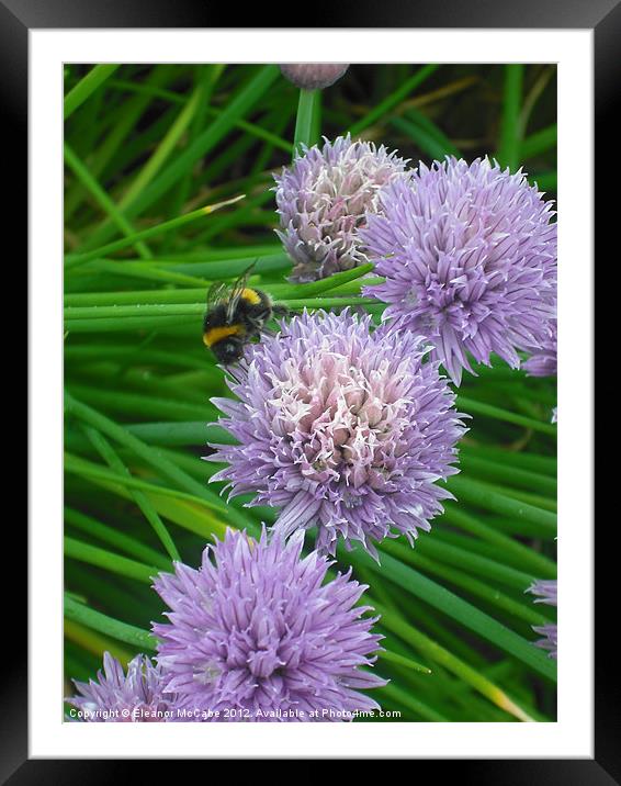 Going for a walk! Framed Mounted Print by Eleanor McCabe