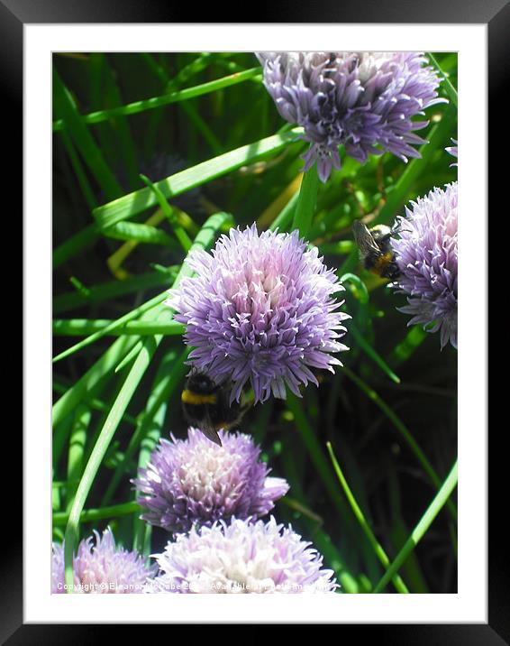 Two Lazy Bees! Framed Mounted Print by Eleanor McCabe