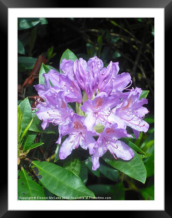 Purple Sparkles Framed Mounted Print by Eleanor McCabe