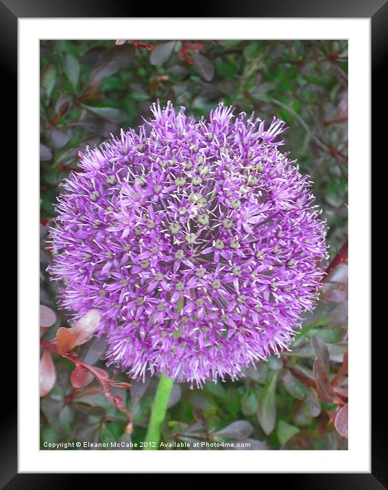 Colour Sparkle Ball! Framed Mounted Print by Eleanor McCabe