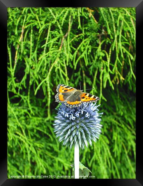 Sitting Proud! Framed Print by Eleanor McCabe