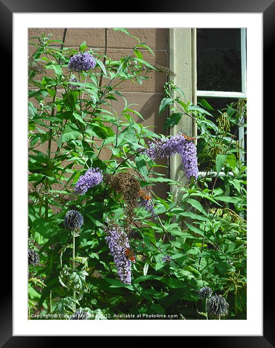 Family of Summer Butterflies! Framed Mounted Print by Eleanor McCabe