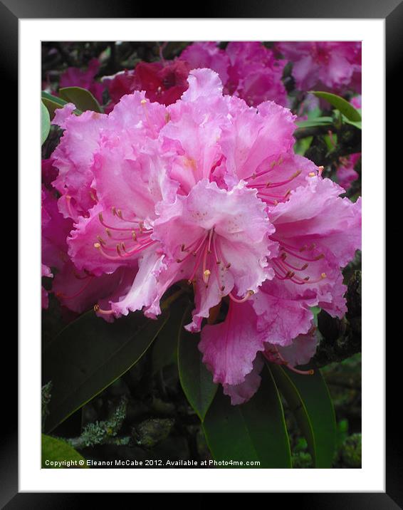 Passion Pink! Framed Mounted Print by Eleanor McCabe