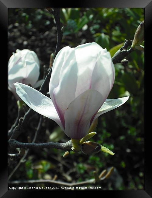 Spring Bud! Framed Print by Eleanor McCabe