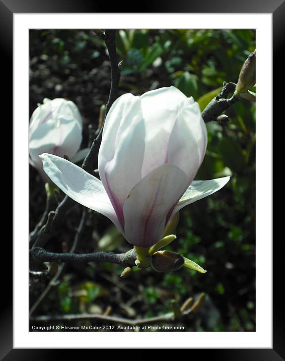 Spring Bud! Framed Mounted Print by Eleanor McCabe