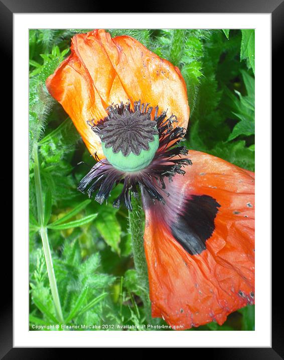 Poppy Windmill!! Framed Mounted Print by Eleanor McCabe