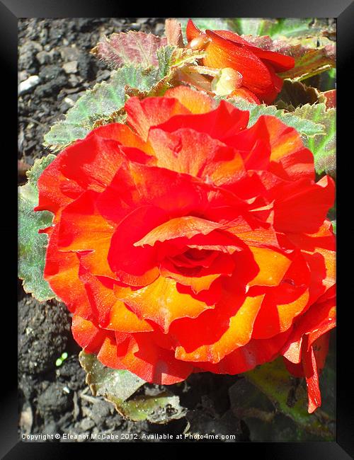 Flaming Begonia! Framed Print by Eleanor McCabe