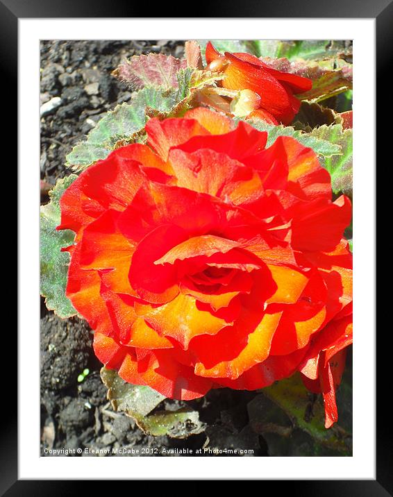 Flaming Begonia! Framed Mounted Print by Eleanor McCabe