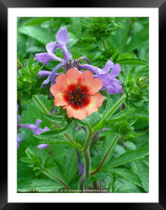 Delicate Red Beauty! Framed Mounted Print by Eleanor McCabe