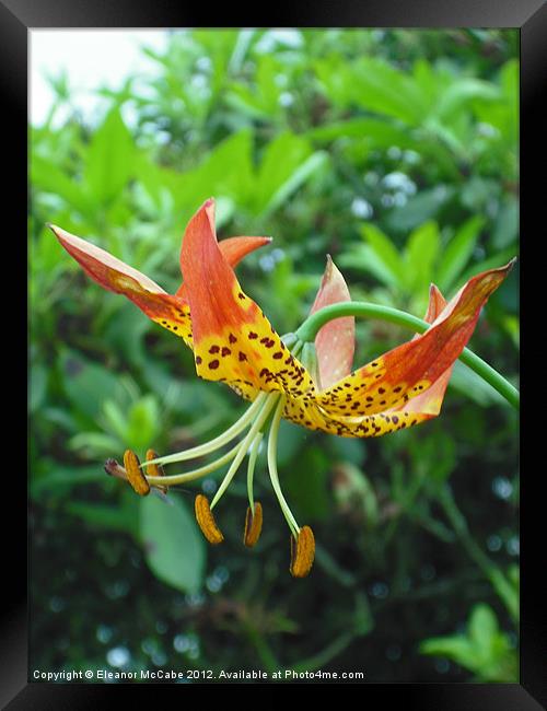 Lily Umbrella! Framed Print by Eleanor McCabe