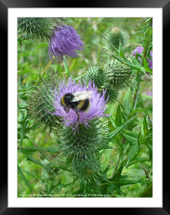 Prickly Bee Framed Mounted Print by Eleanor McCabe