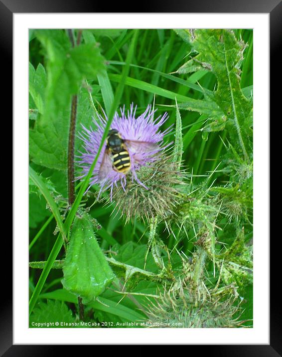 Pin Point Sharpness! Framed Mounted Print by Eleanor McCabe