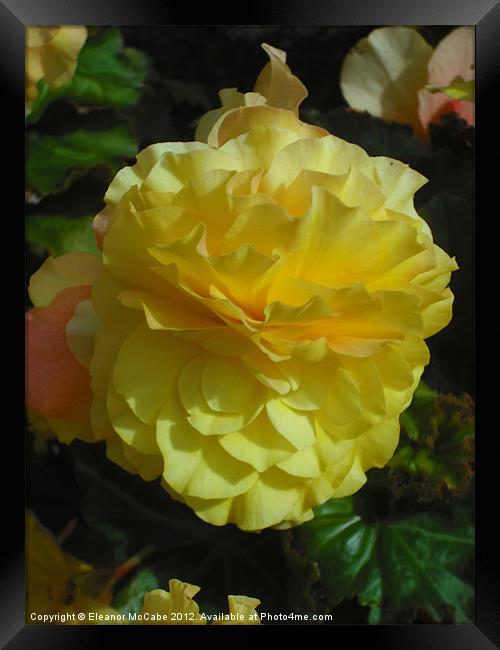 Lemon Soft Meringue! Framed Print by Eleanor McCabe