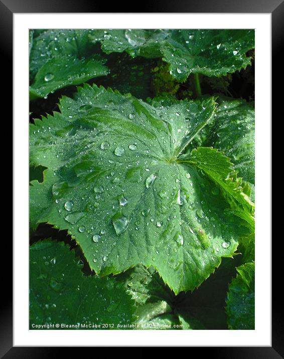 Summer Droplets! Framed Mounted Print by Eleanor McCabe