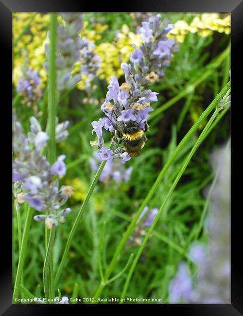 Sweet Sweet Lavender! Framed Print by Eleanor McCabe