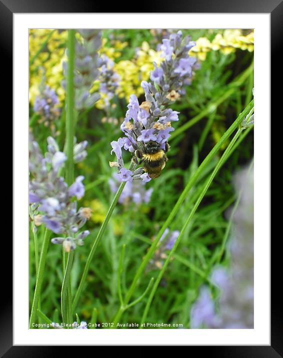 Sweet Sweet Lavender! Framed Mounted Print by Eleanor McCabe