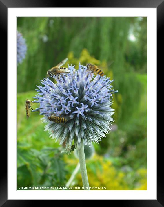 Summer Echinops! Framed Mounted Print by Eleanor McCabe