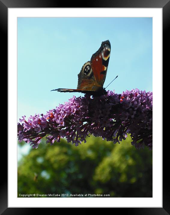 Sunny Peacock! Framed Mounted Print by Eleanor McCabe