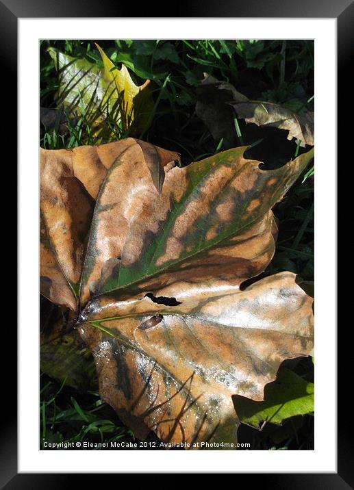 Crispy Autumn Framed Mounted Print by Eleanor McCabe