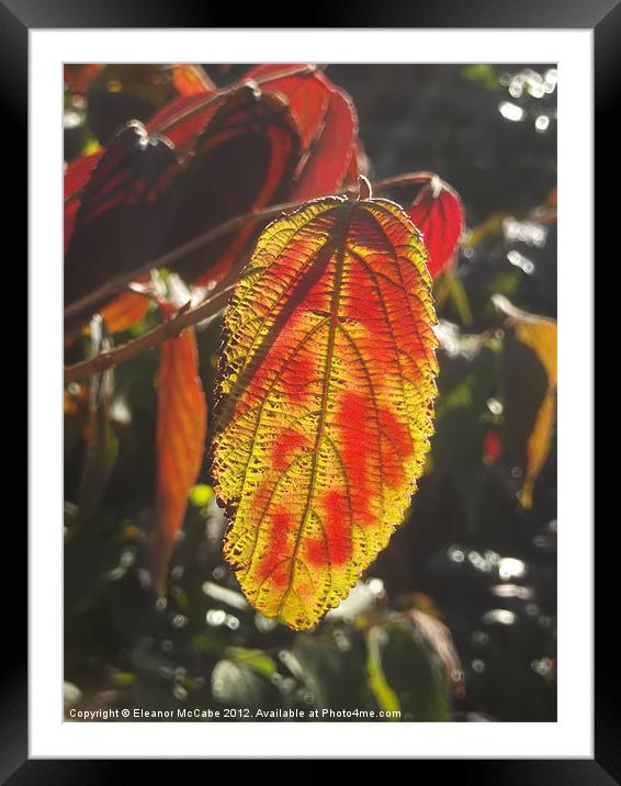 Autumn Flame! Framed Mounted Print by Eleanor McCabe