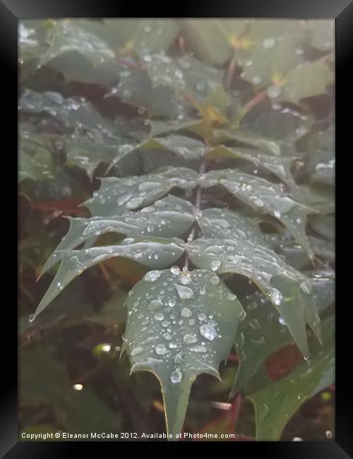 Seasonal Droplets! Framed Print by Eleanor McCabe