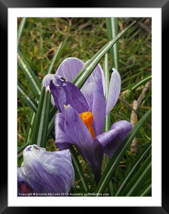 Shiny Spring! Framed Mounted Print by Eleanor McCabe