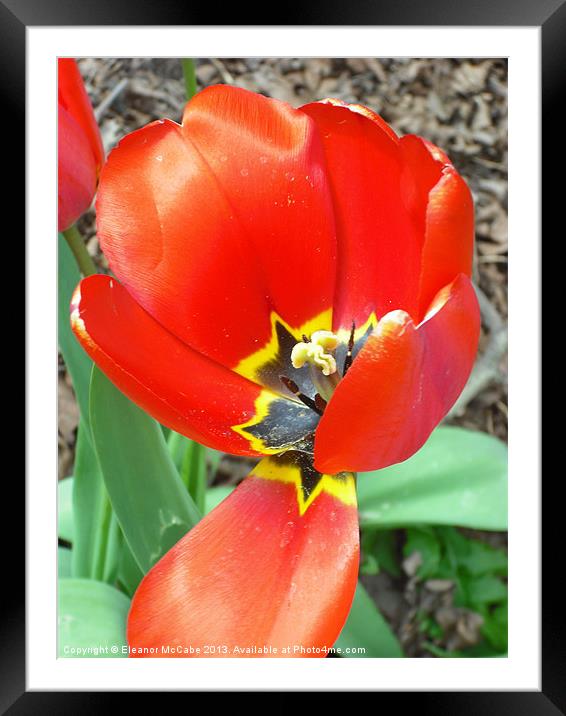 Tremendous Tulip Framed Mounted Print by Eleanor McCabe