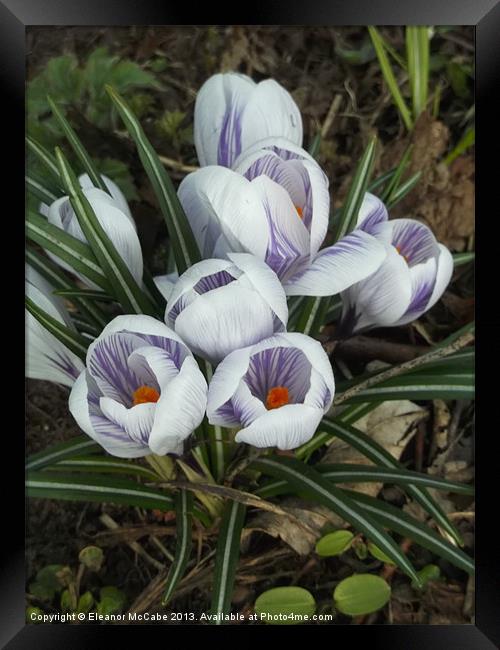 Spring Bouquet! Framed Print by Eleanor McCabe