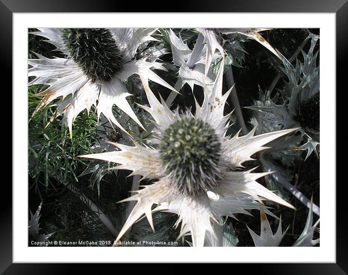 Prickly Star Framed Mounted Print by Eleanor McCabe