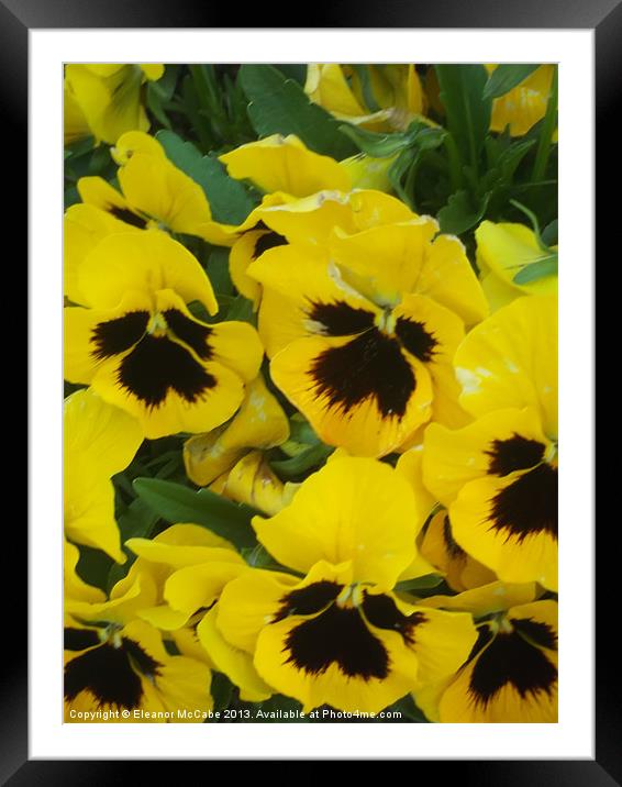 Spring Sunshine! Framed Mounted Print by Eleanor McCabe