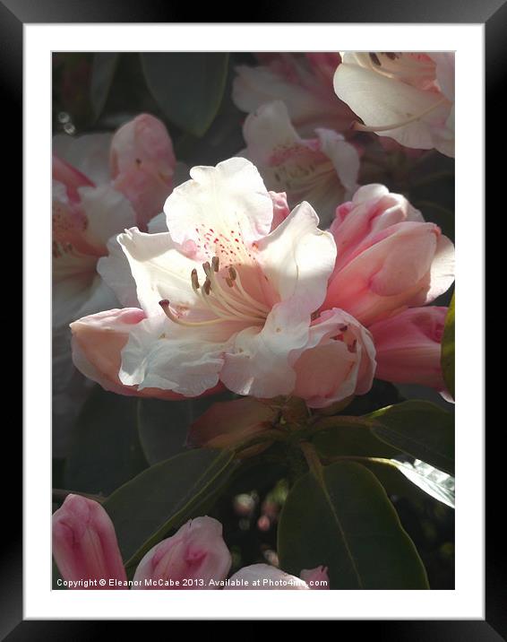 Peachy Perfection! Framed Mounted Print by Eleanor McCabe