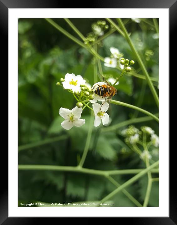 Summer Hunger! Framed Mounted Print by Eleanor McCabe