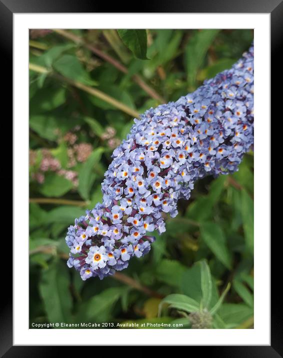 Peaceful Purple Framed Mounted Print by Eleanor McCabe