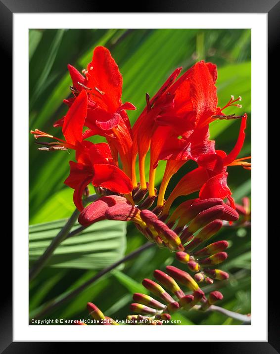 Red Hot Fire! Framed Mounted Print by Eleanor McCabe