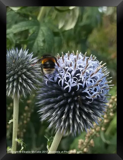 Sharp Summer Echinops! Framed Print by Eleanor McCabe