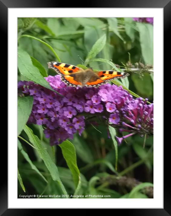 Restful Butterfly! Framed Mounted Print by Eleanor McCabe