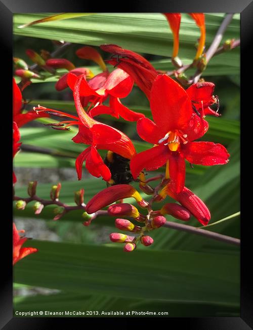 Red Hot Summer! Framed Print by Eleanor McCabe