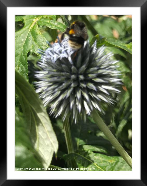 Spiky Summer! Framed Mounted Print by Eleanor McCabe