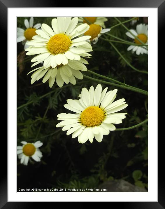 Dancing Daisies! Framed Mounted Print by Eleanor McCabe