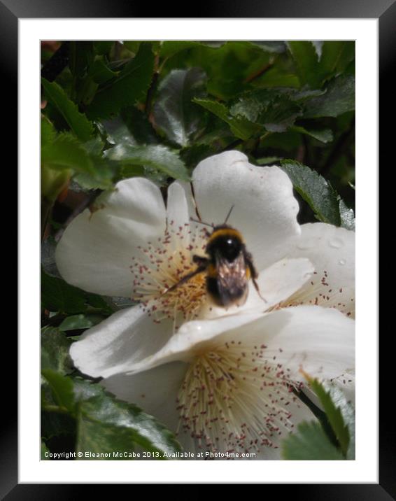 Hungry Hungry Bee! Framed Mounted Print by Eleanor McCabe