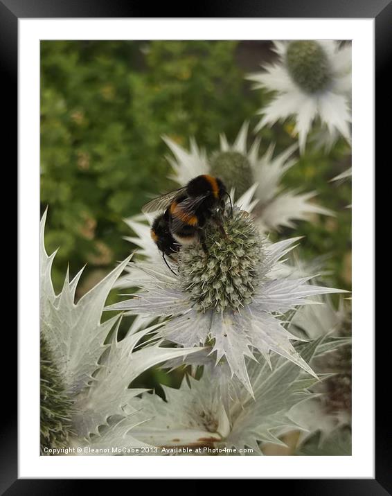 Sharp Spiky Metal Thistles! Framed Mounted Print by Eleanor McCabe