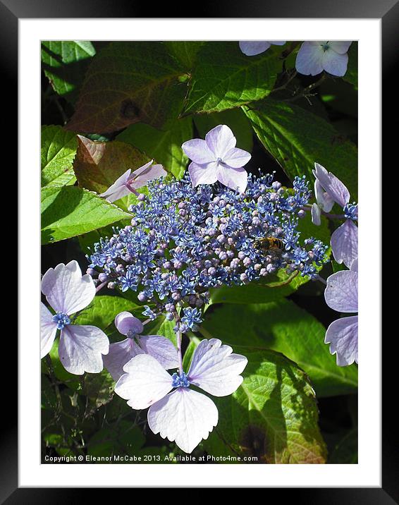 Delicate Blue Beauty! Framed Mounted Print by Eleanor McCabe