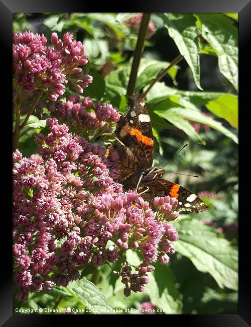 Radiant Red Admiral! Framed Print by Eleanor McCabe